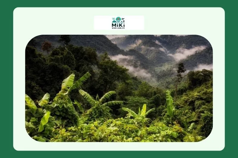 Cơ Hội Tham Quan Khu Bảo Tồn Thiên Nhiên Bắc Hướng Hóa