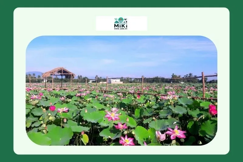 Đầm sen Trường Phước có gì đặc biệt?