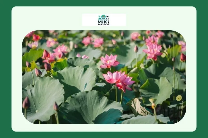 Giới thiệu về Đầm sen Trường Phước Quảng Trị