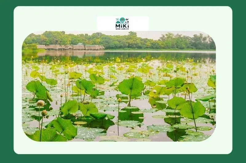 Trằm Trà Lộc và các câu chuyện văn hóa, cộng đồng