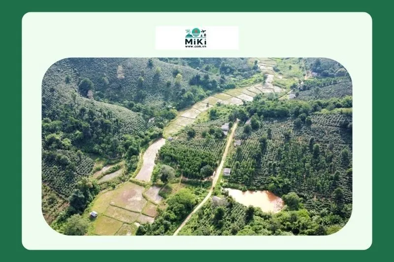 Cà phê Khe Sanh Quảng Trị: Giới thiệu và Đặc điểm