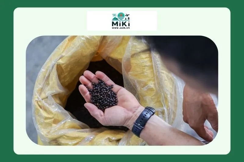 Đặc điểm và chất lượng của hồ tiêu đen Vĩnh Linh