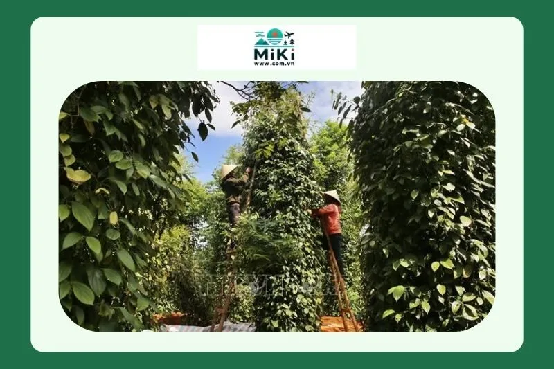 Hồ tiêu đen Vĩnh Linh Quảng Trị là gì?