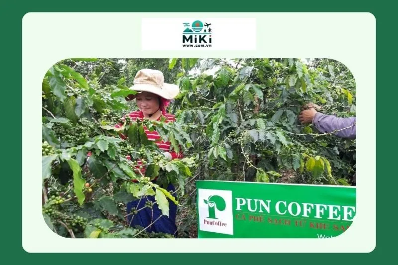 Pun Coffee: Thương hiệu cà phê Khe Sanh