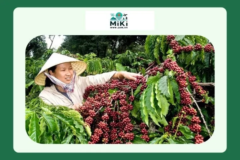 Quy trình canh tác và sản xuất cà phê Khe Sanh