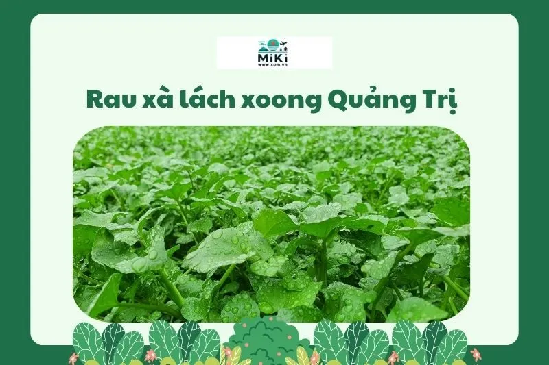 Rau xà lách xoong Quảng Trị